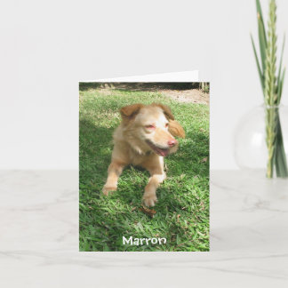 Precious Dog Series:  Marron Card