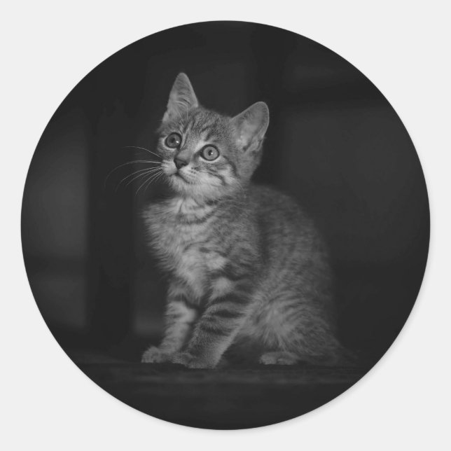 Precious Kitten  Classic Round Sticker (Front)