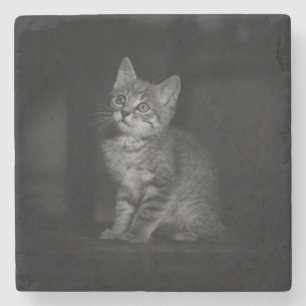 Precious Kitten Stone Coaster
