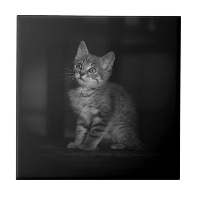 Precious Kitten Welcome Ceramic Tile (Front)