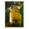 Precious Kitty All Occasion (blank) Card
