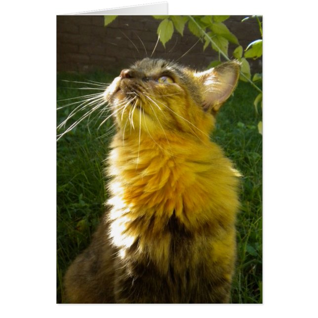 Precious Kitty All Occasion (blank) Card (Front)