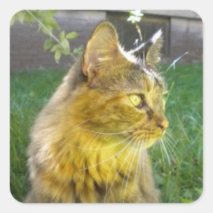 Precious Kitty Stickers