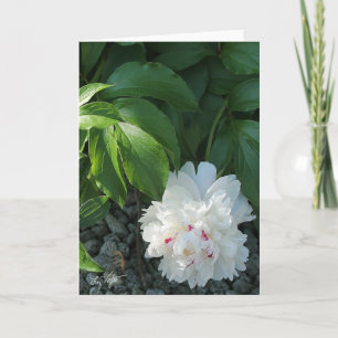 Precious Peony Blank Greeting and/or Note Card