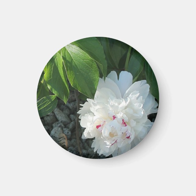 Precious Peony Magnet (Front)