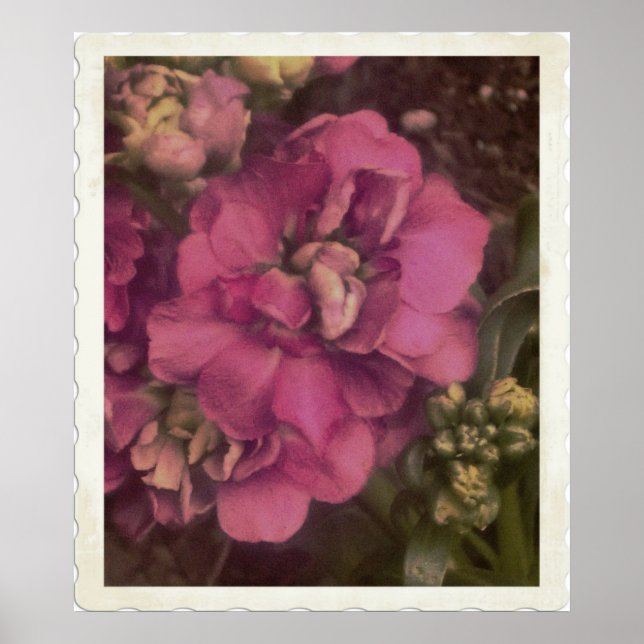 precious pink Peony Poster (Front)