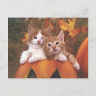 Precious Pumpkin Cats - Customisable Cards