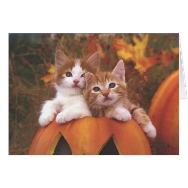 Precious Pumpkin Cats - Customisable Cards (Front Horizontal)