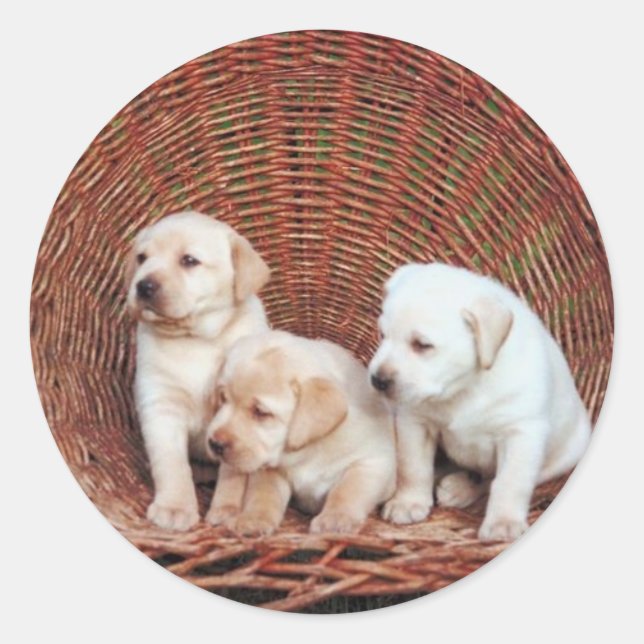 Precious Puppies Classic Round Sticker (Front)