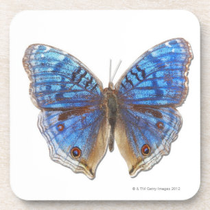 Precis rhadama coaster