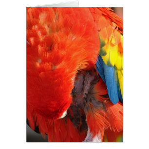 Preening