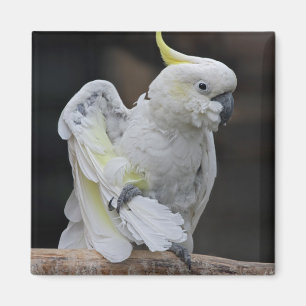 Preening Cockatoo Magnet
