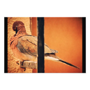 Preening Dove Photo Print