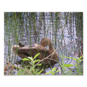 Preening Duck Among The Rushes. Photo Print
