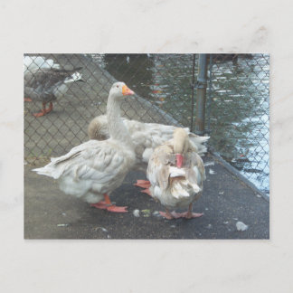 Preening Geese Postcard