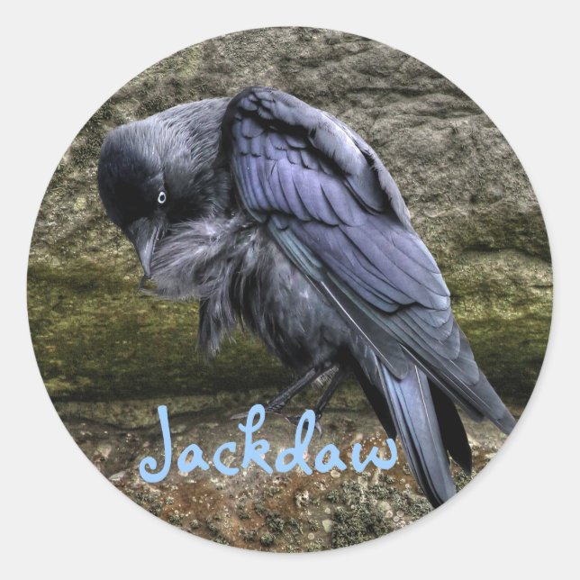 Preening Jackdaw at Stonehenge, England Classic Round Sticker (Front)