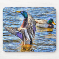 Preening Mallard Duck Birdlover Wildlife