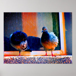 Preening Pigeons Poster