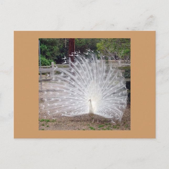 Preening Postcard (Front)