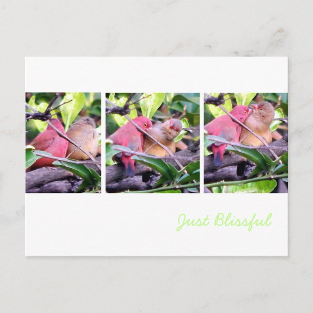 Preening Robins Postcard (Front)