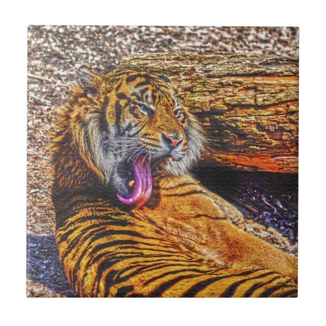 Preening Sumatran Tiger Big Cat Wildlife Art Ceramic Tile (Front)