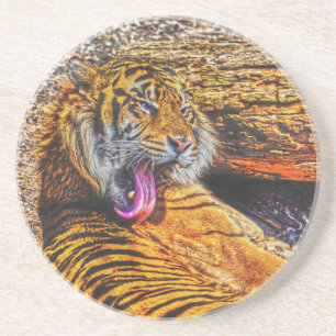 Preening Sumatran Tiger Big Cat Wildlife Art Coaster