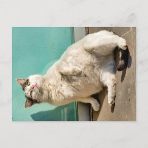 Pregnant cat postcard