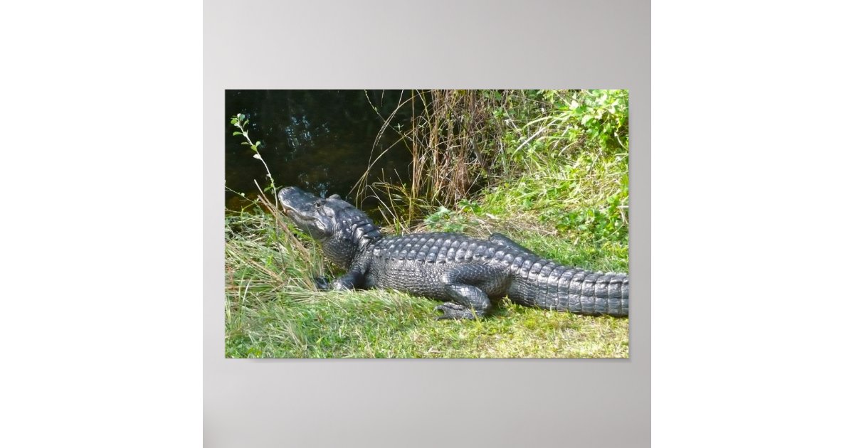 Prehistoric Alligator Poster | Zazzle