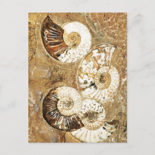 Prehistoric background with fossil shells postcard (Front)