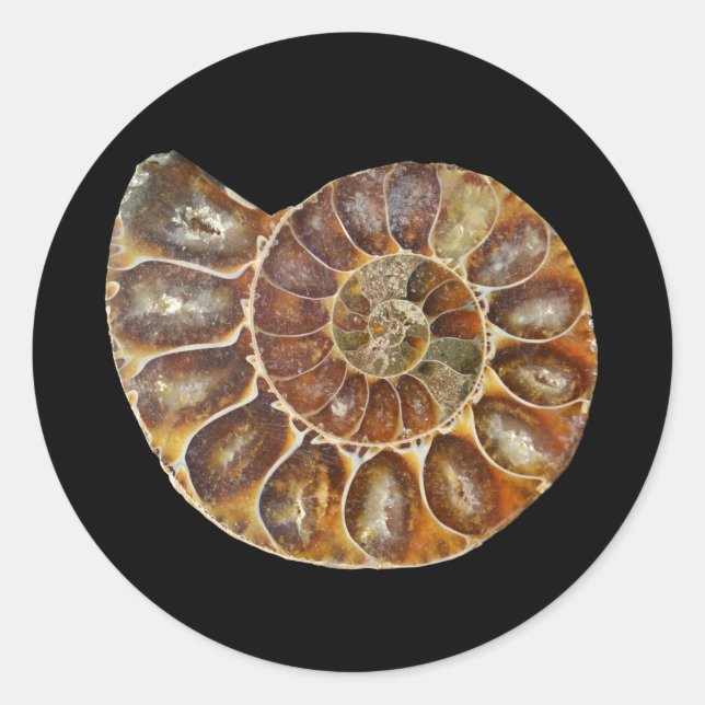 prehistoric fossil snail shell black animal nature classic round sticker (Front)