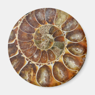 prehistoric fossil snail shell black animal nature magnet