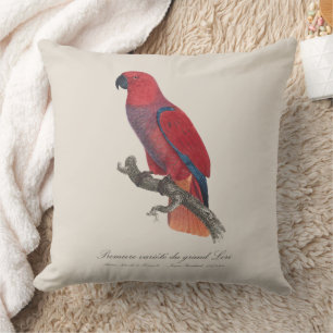 Premiere variete du grand Lori / Eclectus parrot  Cushion