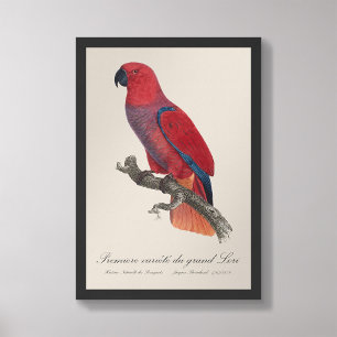 Premiere variete du grand Lori / Eclectus parrot  Photo Print