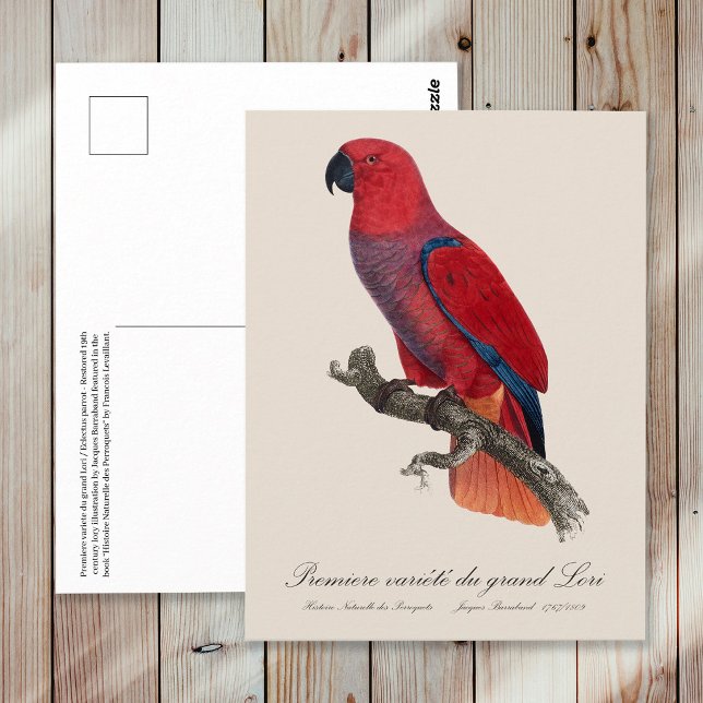Premiere variete du grand Lori / Eclectus parrot  Postcard (Vosmaer Eclectus Parrot, Eclectus Roratus Vosmaeri. Postcard)