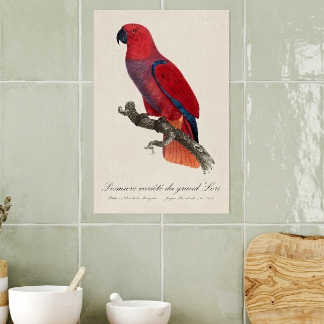 Premiere variete du grand Lori / Eclectus parrot  Poster (Vosmaer Eclectus Parrot, Eclectus Roratus Vosmaeri. Poster)