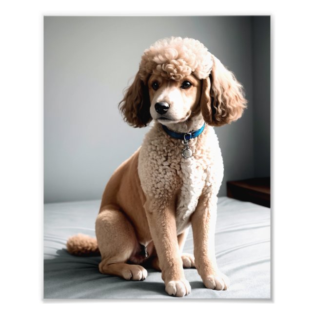 Premium Fine Art Dog Photography for Pet Lovers Photo Print (Front)