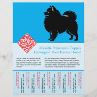🐾 Premium Pomeranian Puppies Available Now blue