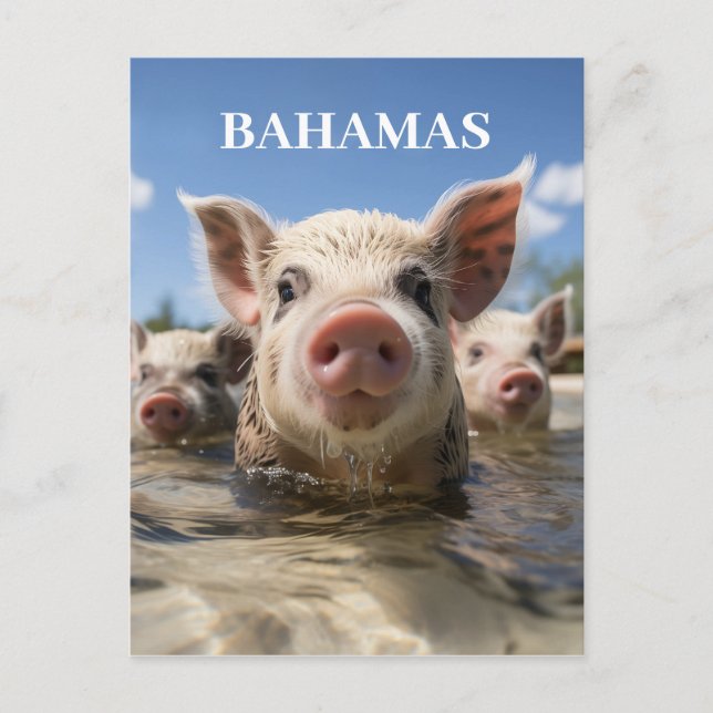 Premium Quality Bahamas Swimming Pigs Exuma Beach Postcard (Front)