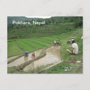 Preparing the Rice Paddies for Planting Postcard