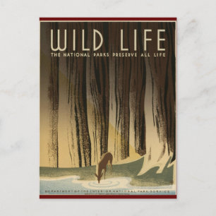 Preserve Wild life Postcard