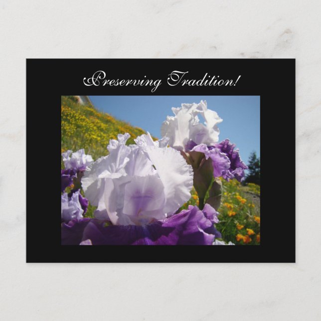 Preserving Traditions! postcards Iris Flowers (Front)