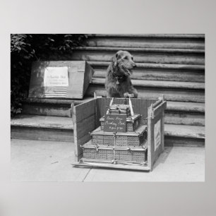 President Harding's Airedale Terrier, 1922 Poster