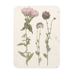 Pressed Blooms - Pink Magnet