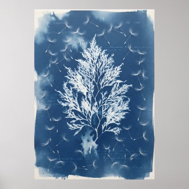 Pressed Seaweed Dandelion Blue Cyanotype Art Poster (Front)