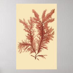 Pressed Seaweed Series Original First Of Four Poster