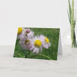 Pretty and Pink Daisy-Like Weed Card