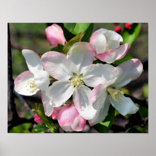 Pretty Apple Spring Flower Blossoms Close Up Poster