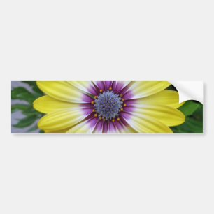 Pretty as Sunshine Bumper Sticker