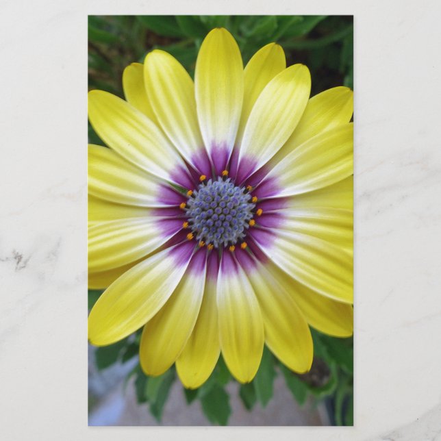 Pretty as Sunshine Stationery (Front)