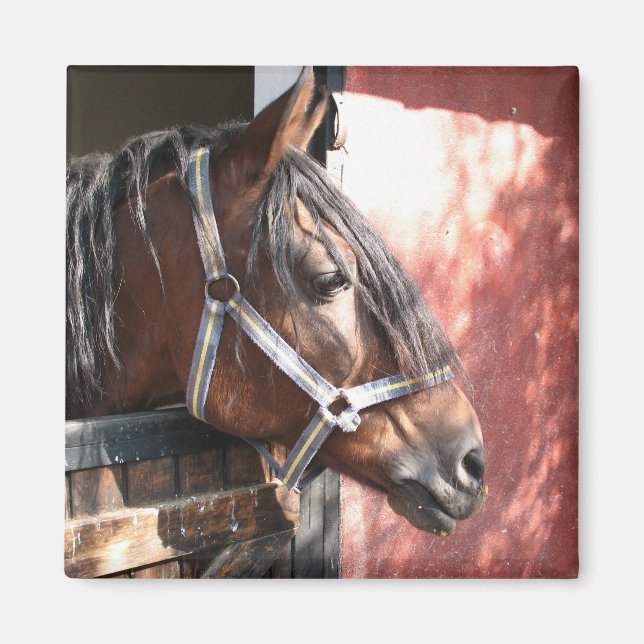 Pretty Bay Horse in a Sunlit Stable Magnet (Front)